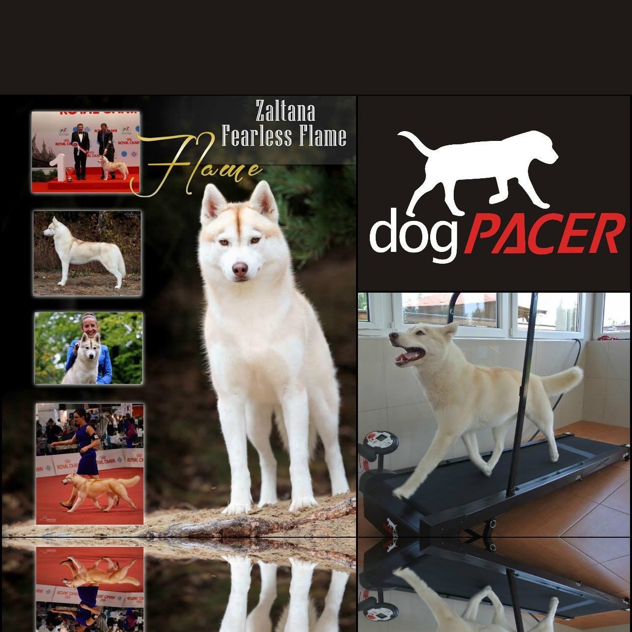 DogPACER MINI tredemølle