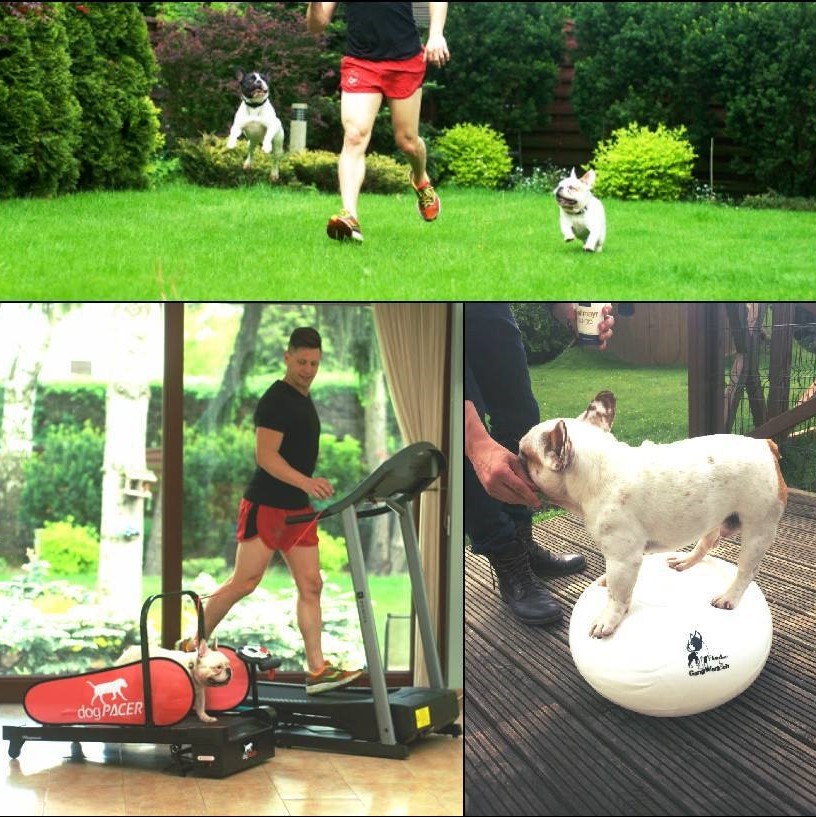 DogPACER MINI tredemølle