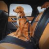 Ezydog Isofix sikkerhetsbelte bilbelte