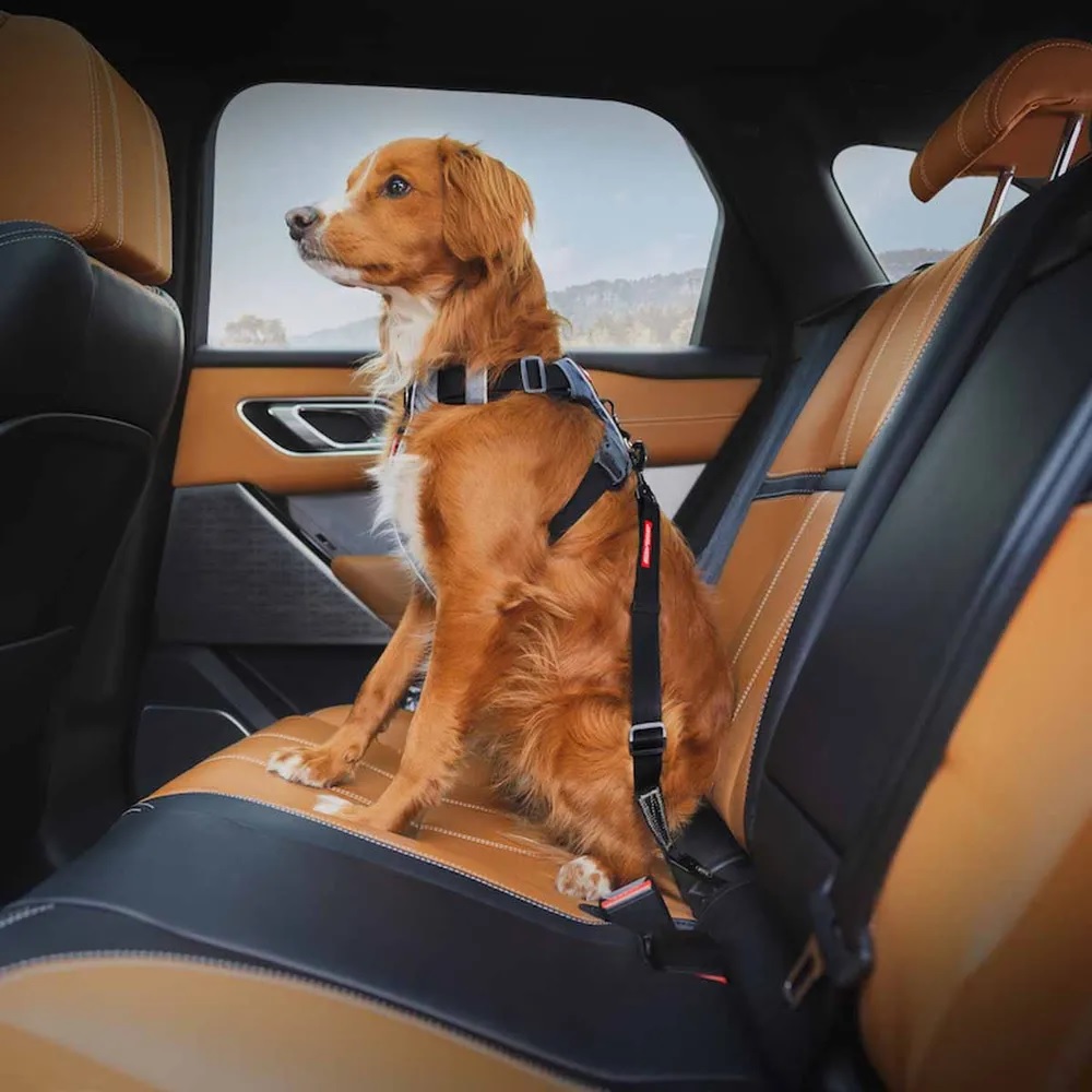 Ezydog Isofix sikkerhetsbelte bilbelte