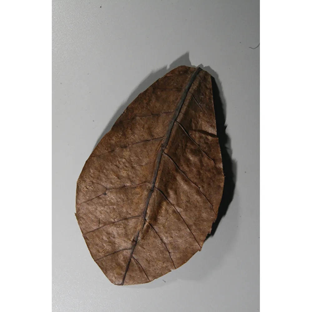 Jbl Nanocatappa 10 Blad