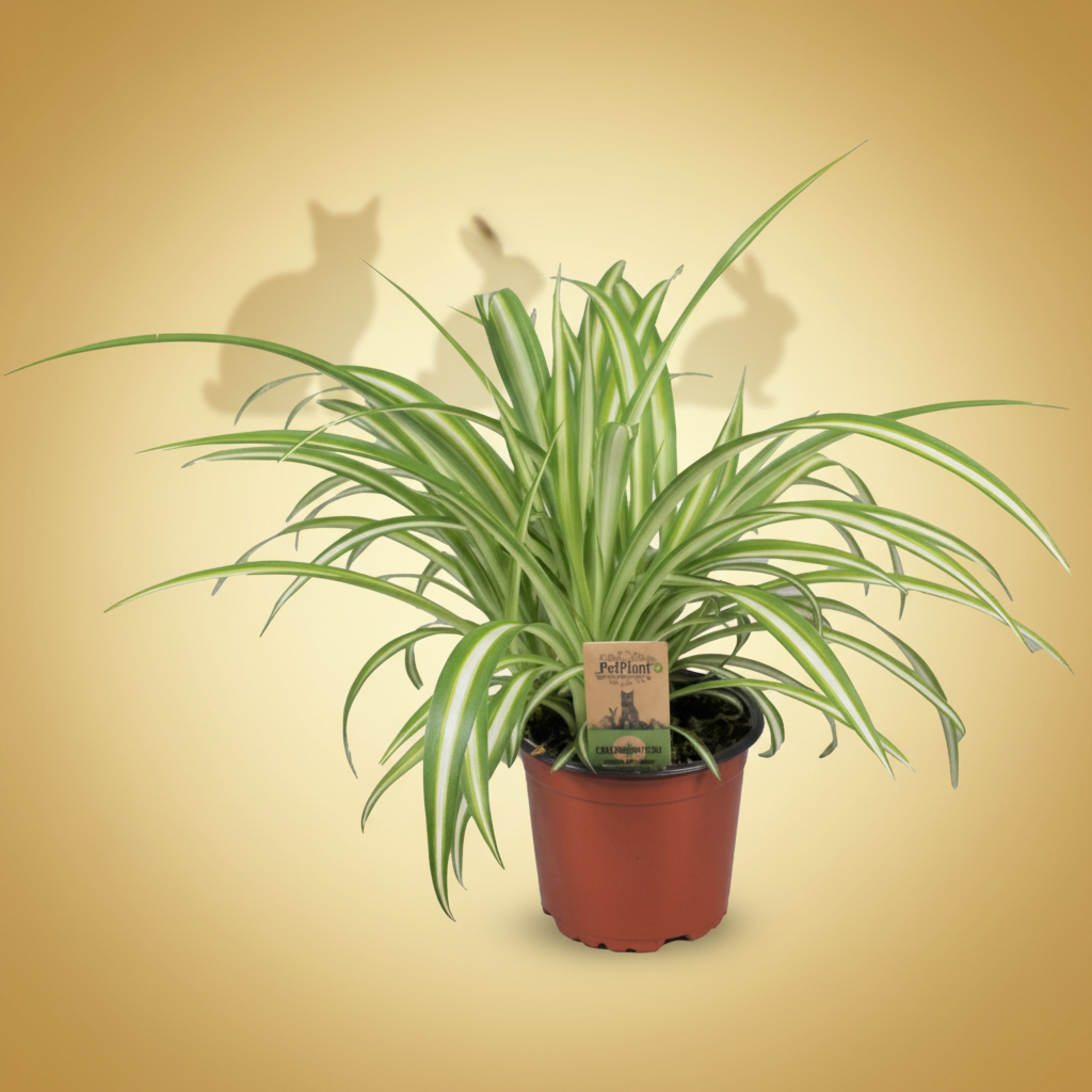 Kaningress (grønnrenner) – 12 cm potte – Chlorophytum comosum ‘Variegatum’