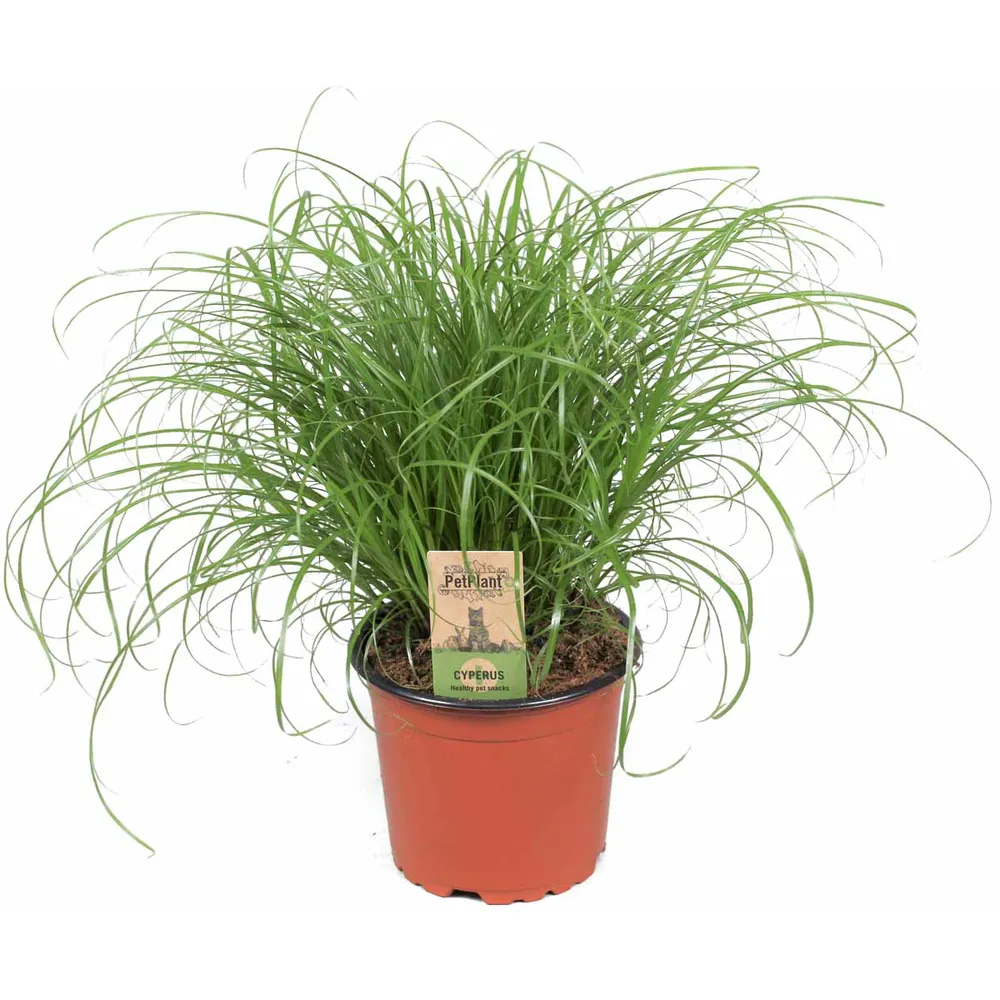 Kattegress (kattegras) – Cyperus alternifolius ‘Zumula’ – 12 cm