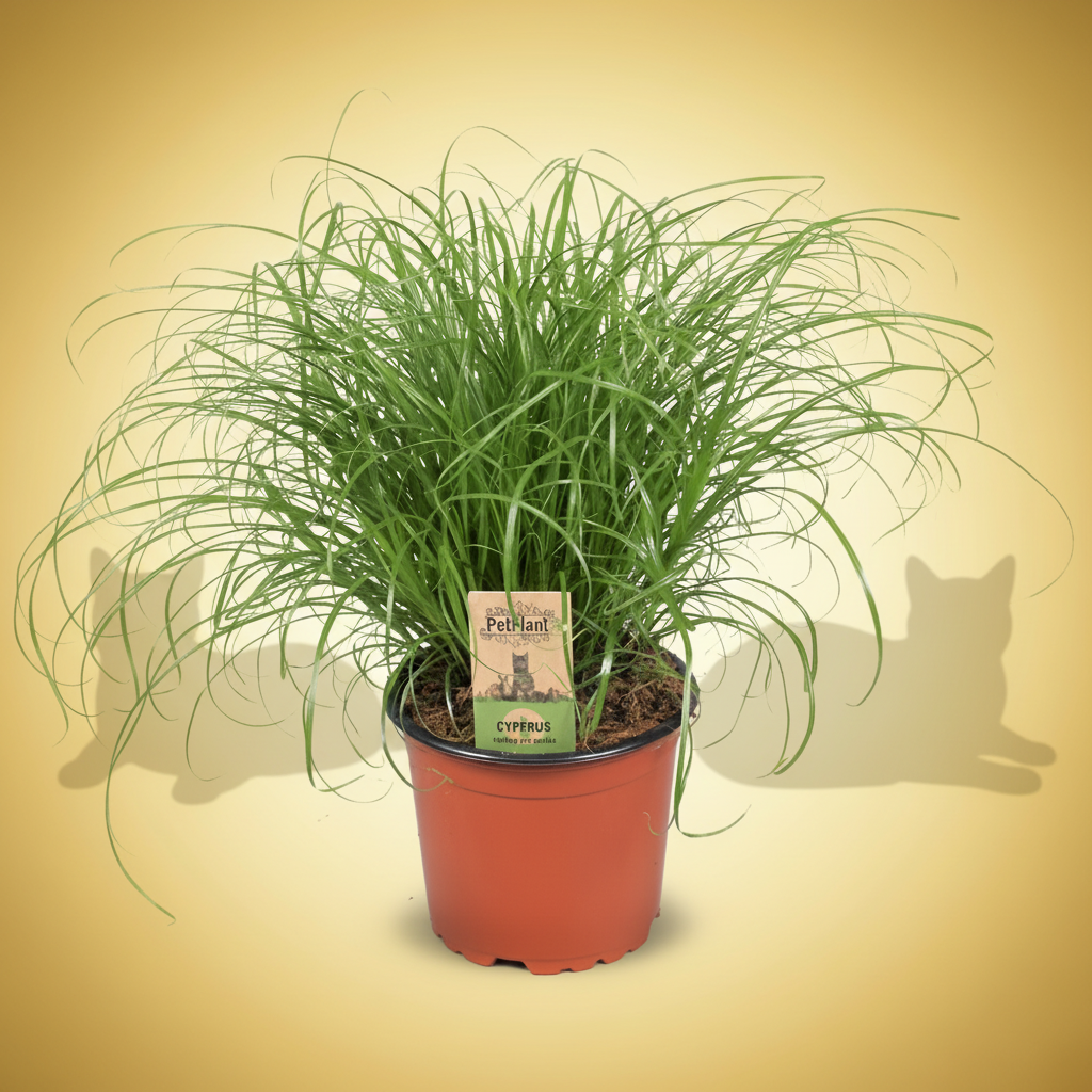 Kattegress (kattegras) – Cyperus alternifolius ‘Zumula’ – 12 cm