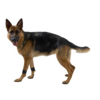 Kruuse Rehab Vektmansjetter Styrketrening Fysioterapi Hund