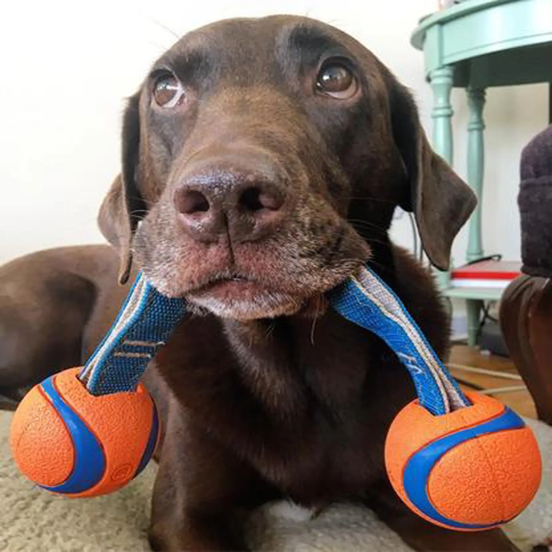 Chuckit! drakamp baller med stropp