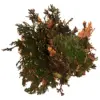 Lucky Reptile Rose of Jericho Live Plant Lucky Reptile Rose of Jericho Live Plant