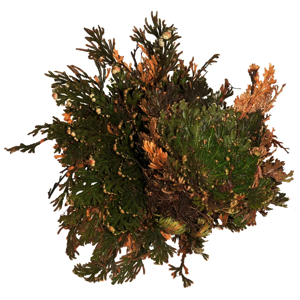Lucky Reptile Rose of Jericho Live Plant Lucky Reptile Rose of Jericho Live Plant