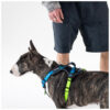 My Family Memopet ID Sele for hund My Family Memopet ID Sele for hund