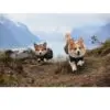 Non-Stop Dogwear Fjord Raincoat Regndekken Lilla Non-Stop Dogwear Fjord Raincoat Regndekken Lilla