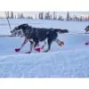 Non-Stop Dogwear Polar Collar Hundehalsbånd Refleks