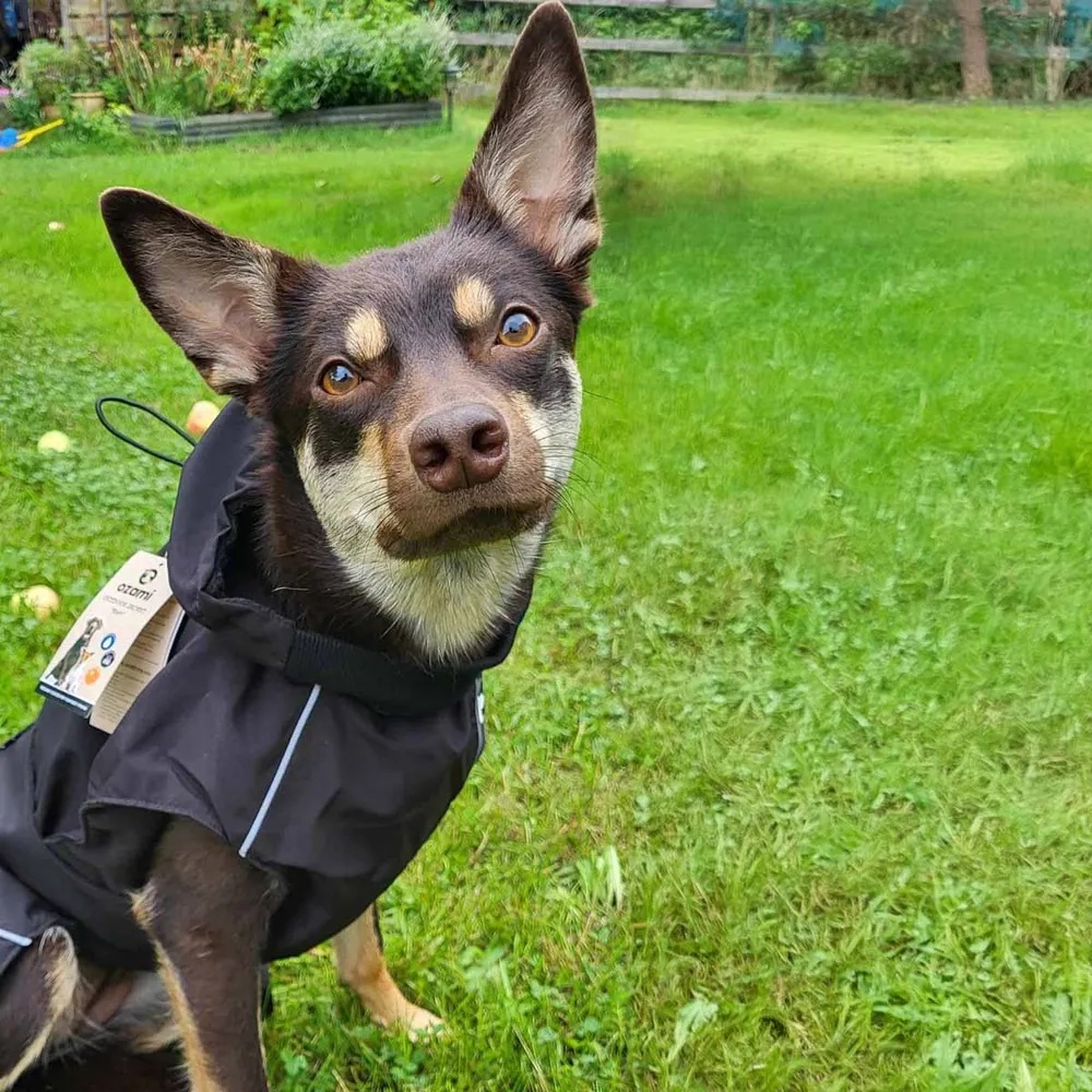 Ozami Outdoor Jacket Rain - Vanntett Regntrekk Hund