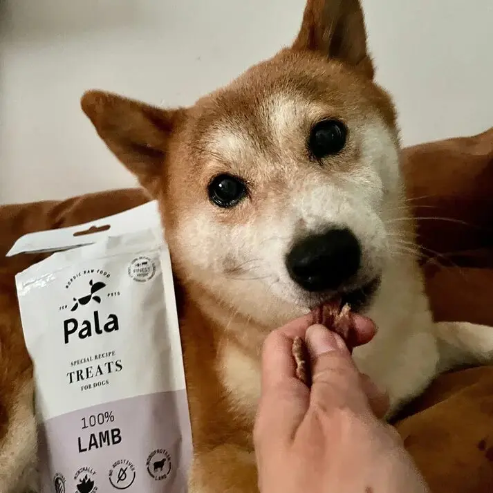 Pala hundeGodbiter Lam Pala hundeGodbiter Lam