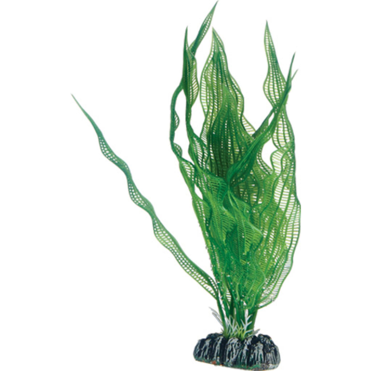 Plastplante Aponogeton