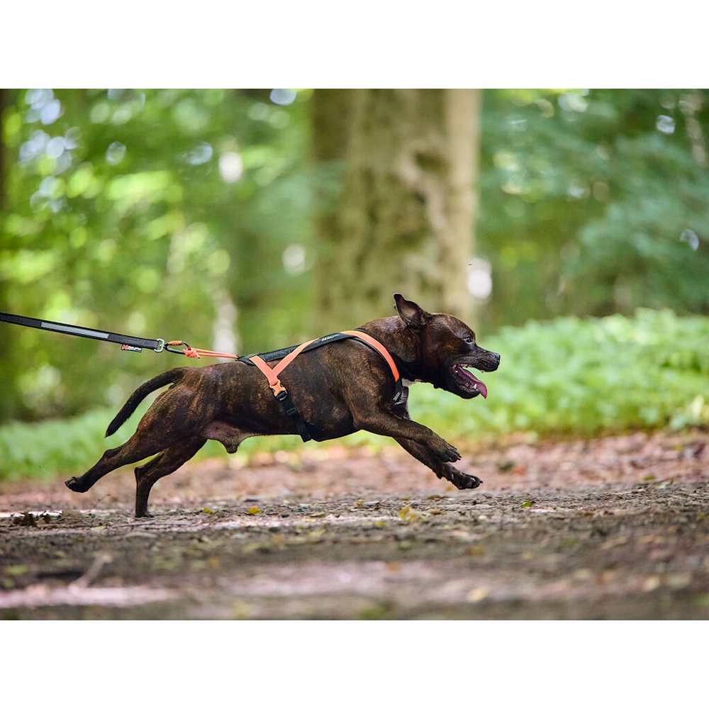 NonStop Rush harness