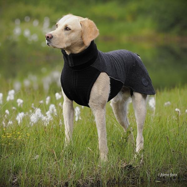 Sidney ulldekken i merinoull – for korthårede hunder