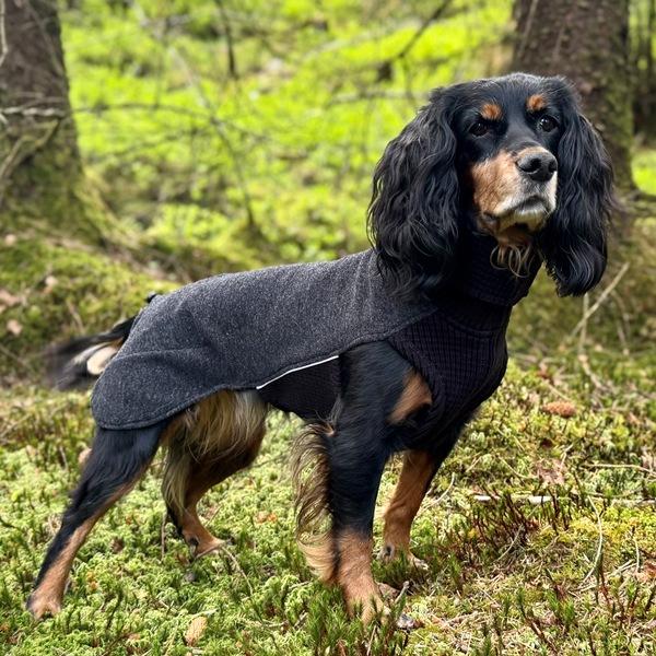 Sidney ulldekken i merinoull – for korthårede hunder