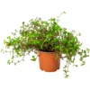 Smådyrgress – 12 cm potte – Callisia repens