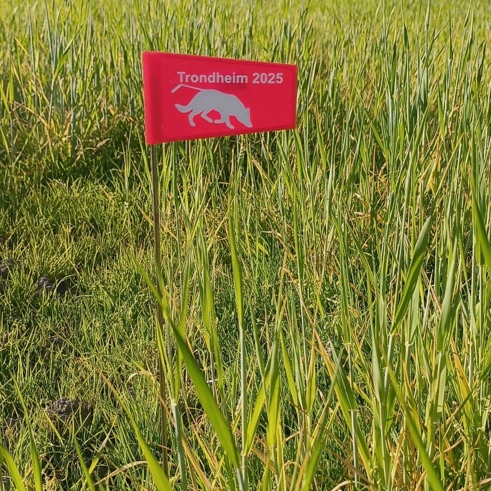 Eksklusivt sporflagg