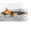 Thundershirt til hund Thundershirt til hund