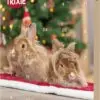 Trixie adventskalender for kanin, marsvin og hamster Trixie adventskalender for kanin, marsvin og hamster