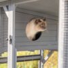 Utendørs kattegård til hage-terrasse-veranda -Trixie Utendørs kattegård til hage-terrasse-veranda -Trixie
