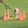 Trixie Agility Pylon Obstacle Set Hinder Cavaletti x 2 Trixie Agility Pylon Obstacle Set Hinder Cavaletti x 2