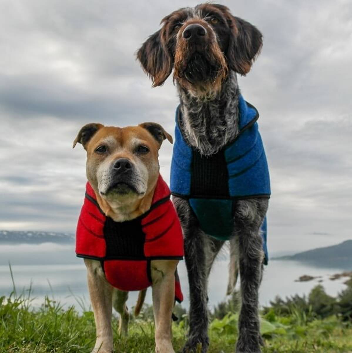 Canelana Lana Hundedekken i Ull (Rød) Canelana Lana Hundedekken i Ull (Rød)