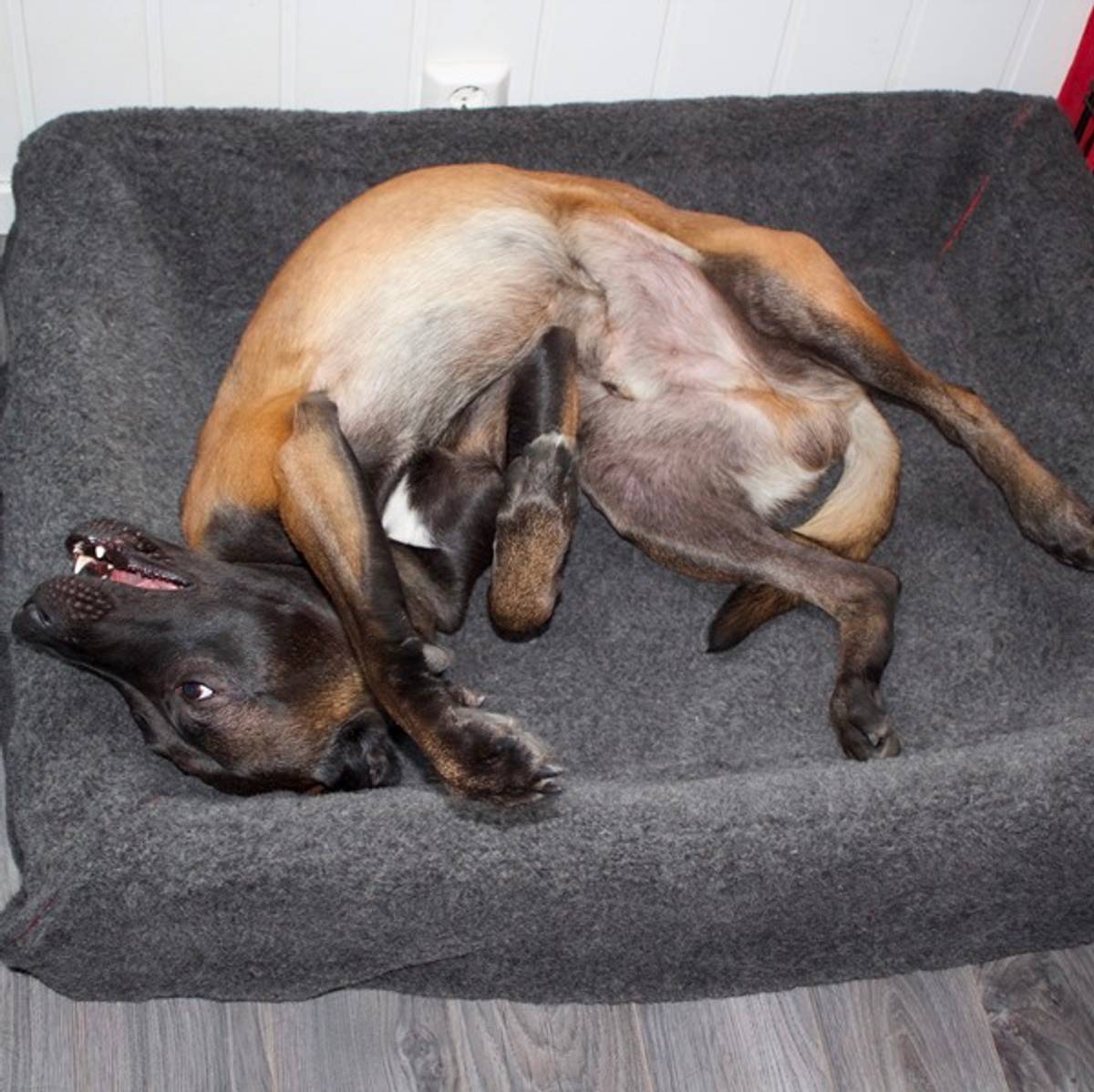 Canelana Hundesengtrekk i ull til Bia Bed Hundesenger