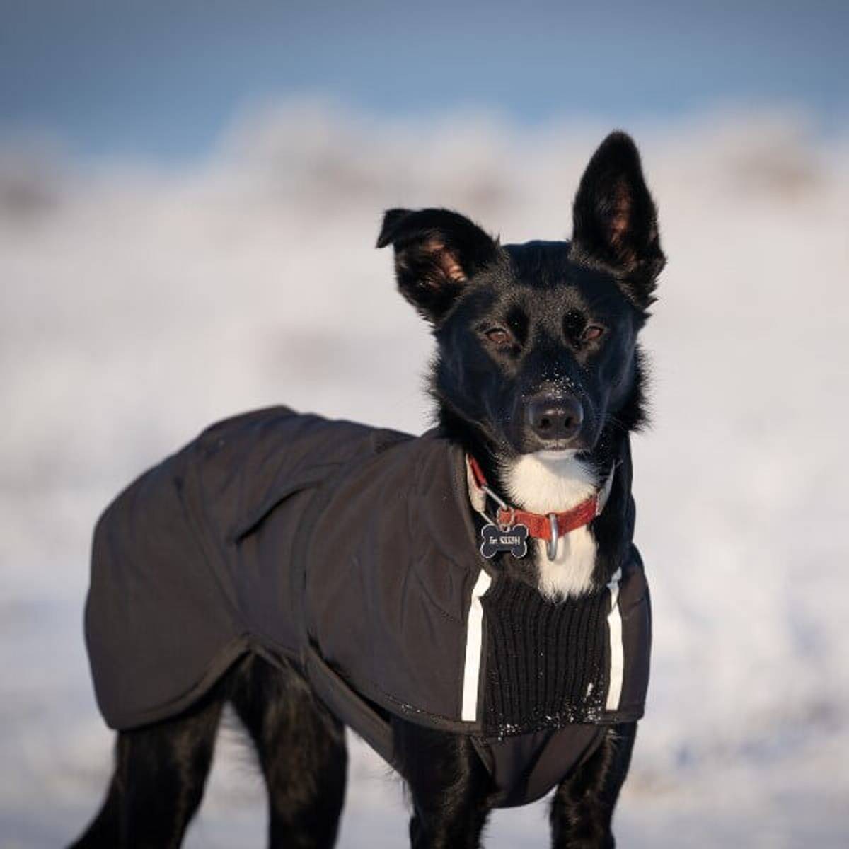 Canelana Touring Aktivitetsdekken Hundedekken Ull