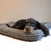 Canelana Hundeseng Ull m/kanter Canelana Hundeseng Ull m/kanter