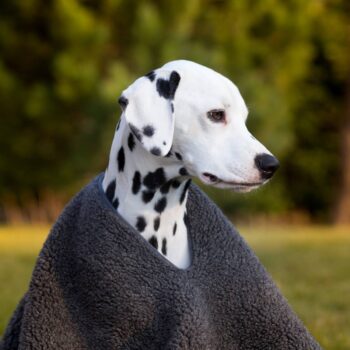 Canelana Hundeponcho / Hundepledd i Ull