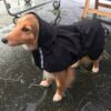 Canelana Cover Vind- / Regndekken Hundedekken Softshell Sort