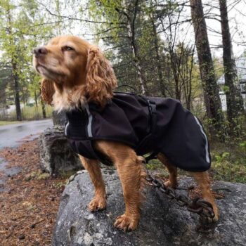 Canelana Cover Vind- / Regndekken Hundedekken Softshell Sort