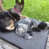 Canelana Flat Ullmadrass Hundemadrass Canelana Flat Ullmadrass Hundemadrass
