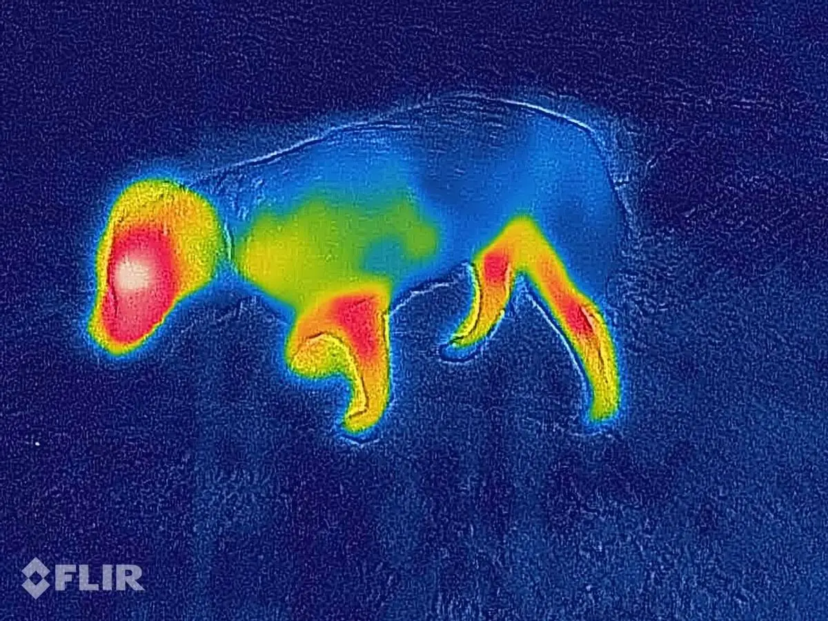 Canelana Lana Hundedekken i Ull (Rød)