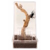 Zoo Med Creatures Jumping Spider Kit Zoo Med Creatures Jumping Spider Kit