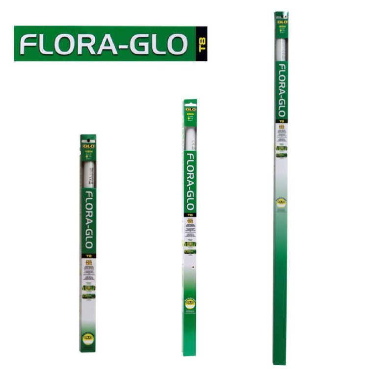 Flora glo t8