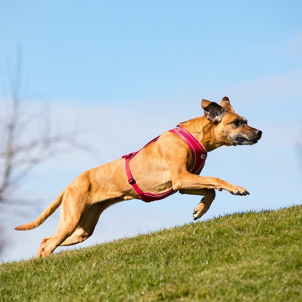 Curli Belka Comfort Harness Hundesele Rød (5 størrelser) - S