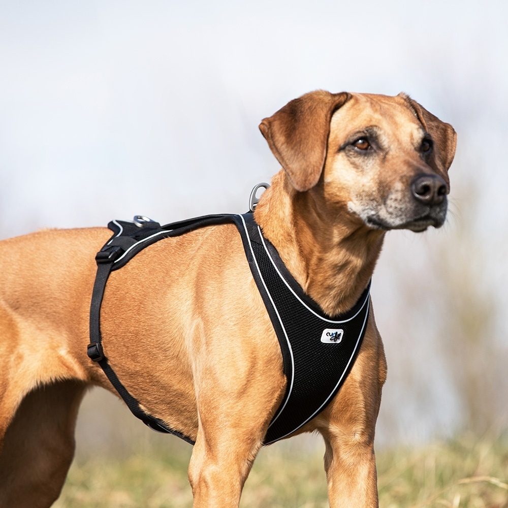 Curli Belka Comfort Harness Hundesele Svart (5 størrelser) - L