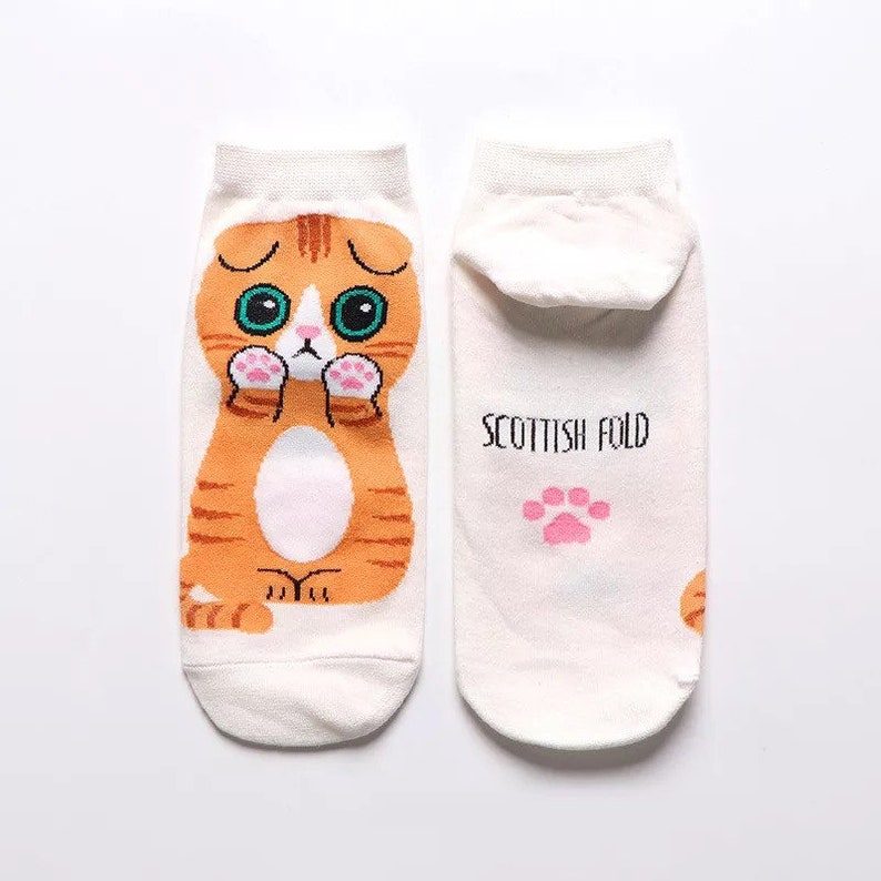 Katt i Front Sokker - scottish-fold