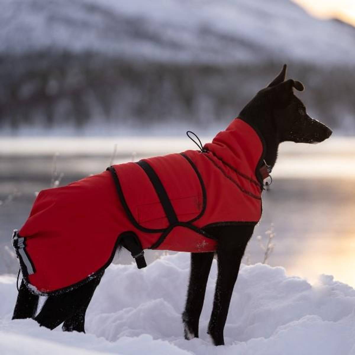 Canelana Ulldekken Thermo Vinterdekken Hund - S-M - Rød