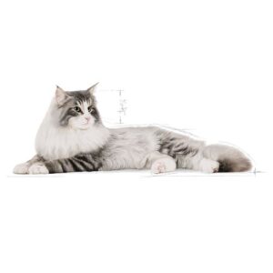 Royal Canin Norwegian Forest cat