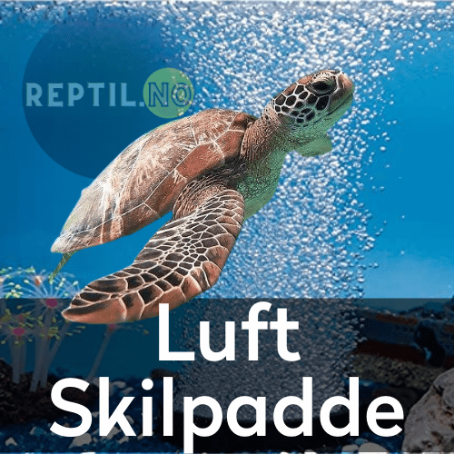 Luft skilpadde