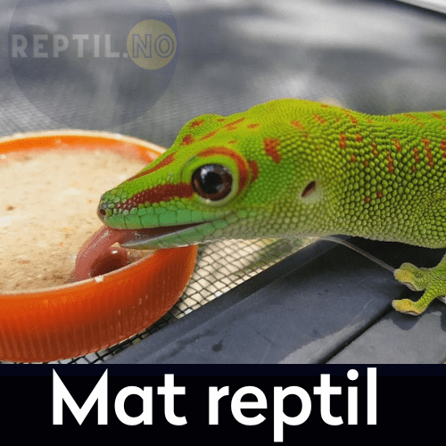 Mat reptiler