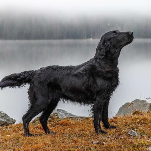 Myfamily Flat coated retriever IDtag