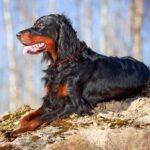 Myfamily Gordon Setter IDtag