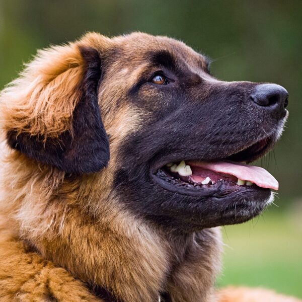 Myfamily Leonberger IDtag