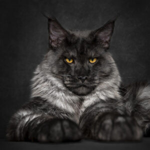 Myfamily Maine Coon IDtag