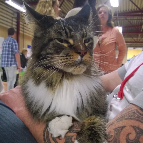 Myfamily Maine Coon IDtag